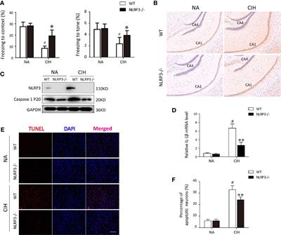 NLRP3 Deficiency Protects Against Intermittent Hypoxia-Induced Neuroinflammation and Mitochondrial ROS by Promoting the PINK1-Parkin Pathway of Mitophagy in a Murine Model of Sleep Apnea